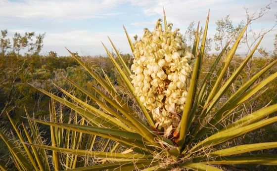 Mojave yucca (Yucca schidigera)