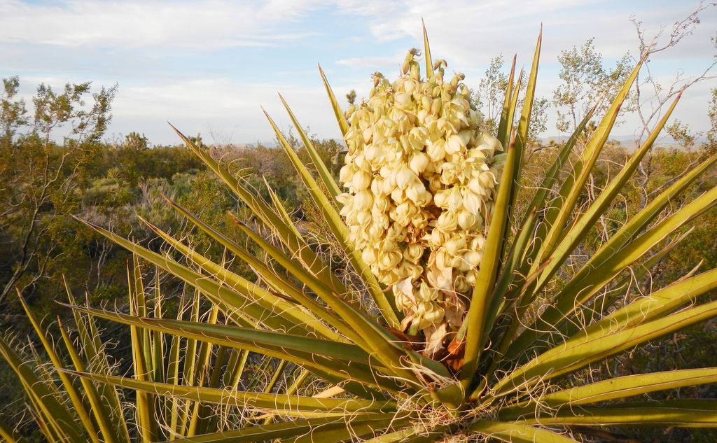 Mojave yucca (Yucca schidigera)