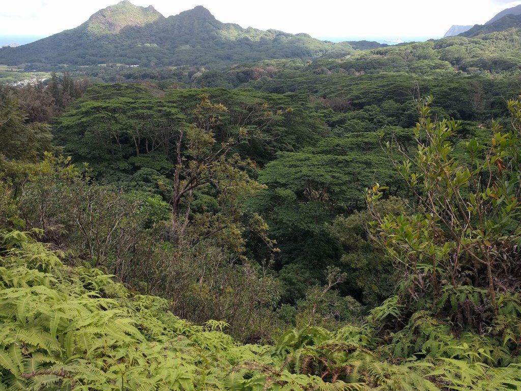 Molucca albizia (Falcataria falcata)