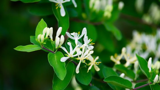 Morrow's honeysuckle (Lonicera morrowii)