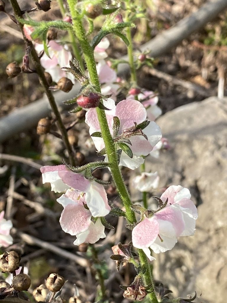 Moth mullein (Verbascum blattaria)