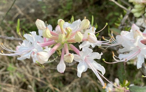 Mountain azalea (Rhododendron canescens)