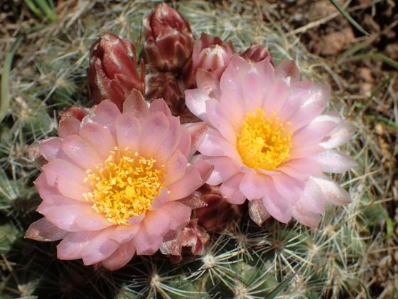 Mountain ball cactus (Pediocactus simpsonii)