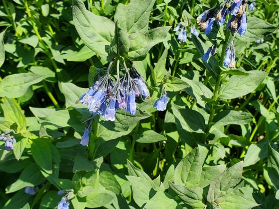Mountain bluebells (Mertensia ciliata)