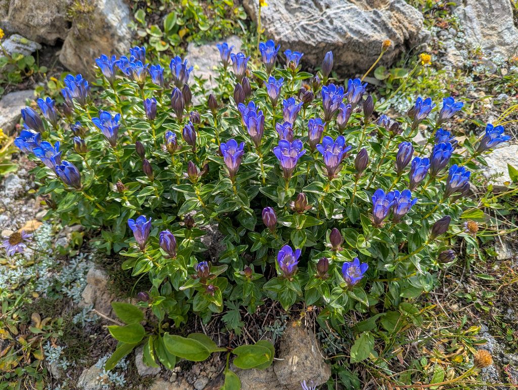 Mountain bog gentian (Gentiana calycosa)