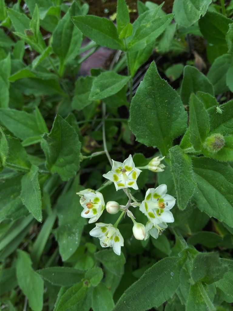 Mountain deathcamas (Anticlea elegans)