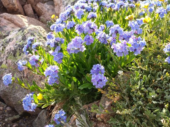 Mountain forget-me-not (Myosotis asiatica)
