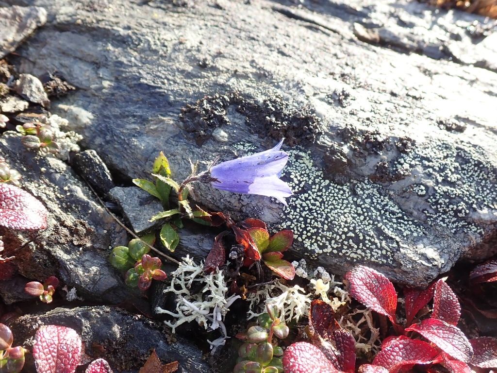 Mountain harebell (Campanula lasiocarpa)