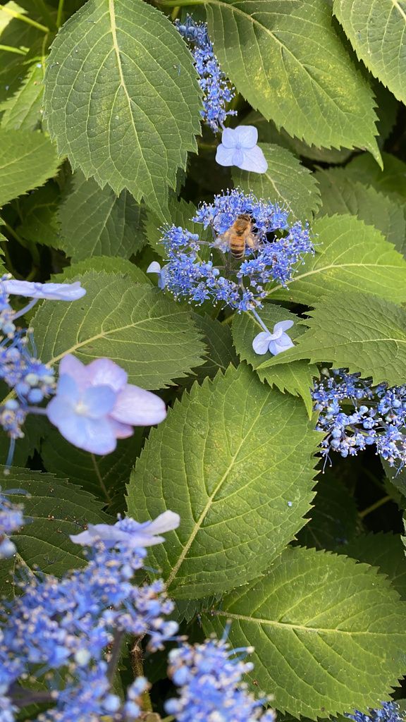 Mountain hydrangea (Hydrangea serrata)