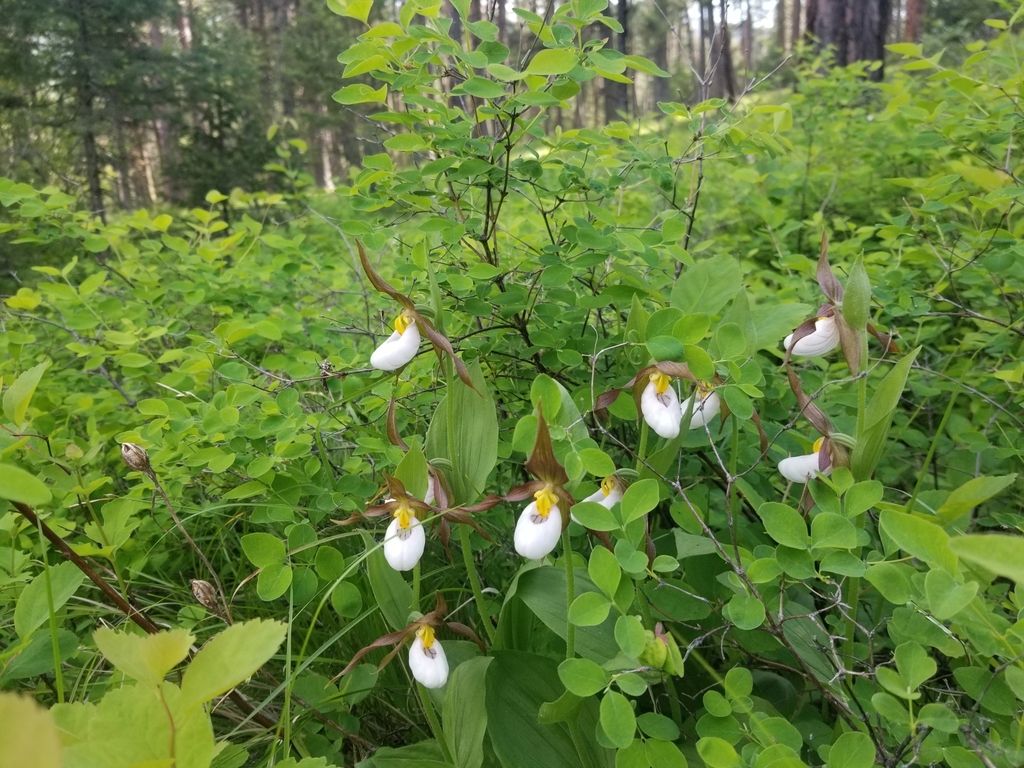 Mountain lady's-slipper (Cypripedium montanum)