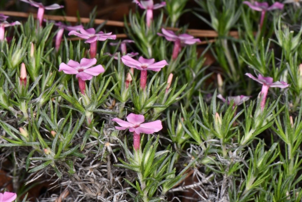 Mountain phlox (Phlox austromontana)