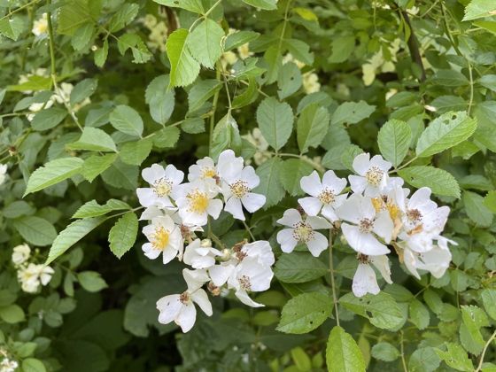 Multiflora rose (Rosa multiflora)