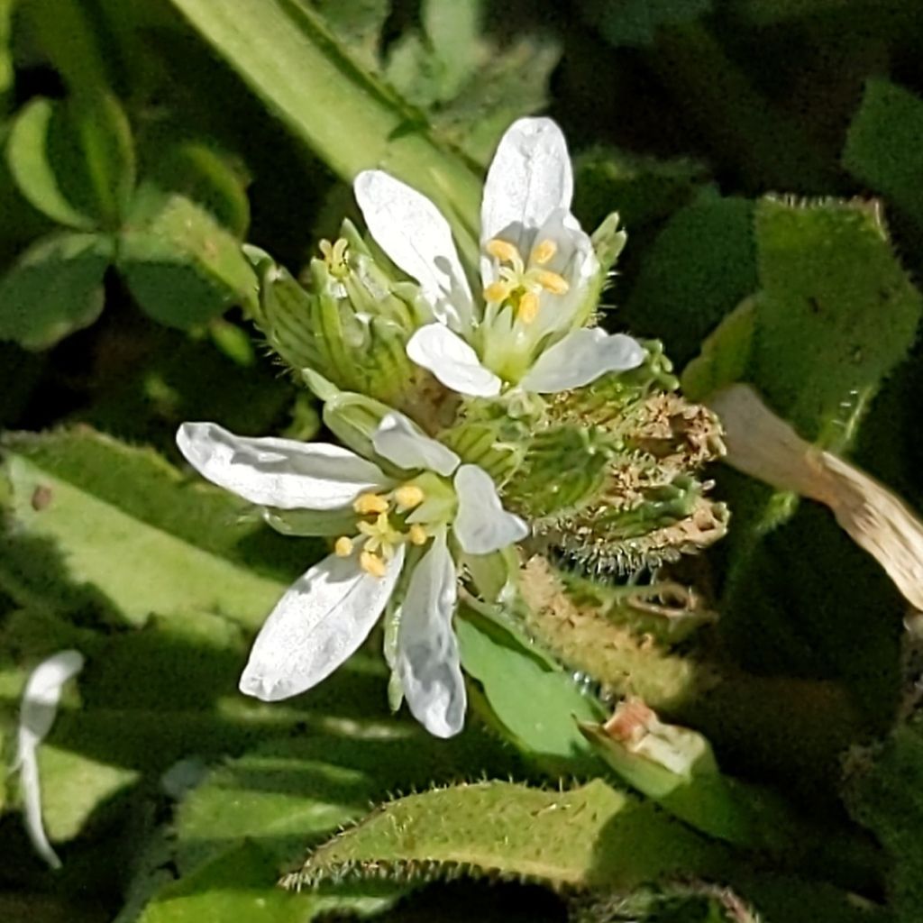 Musk stork's-bill (Erodium moschatum)