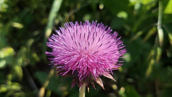 Musk thistle (Carduus nutans)