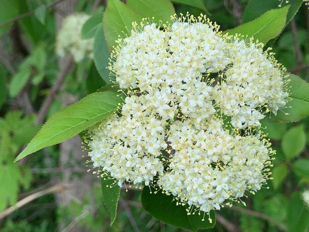 Nannyberry (Viburnum lentago)