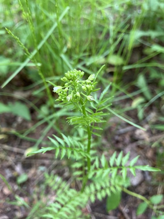 Narrow-leaved bittercress (Cardamine impatiens)