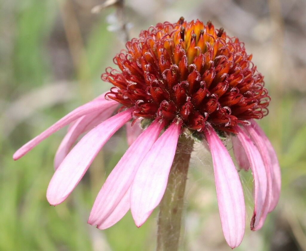 Narrow-leaved purple coneflower (Echinacea angustifolia)