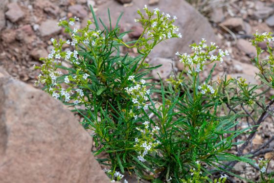 Narrow-leaved yerba santa (Eriodictyon angustifolium)