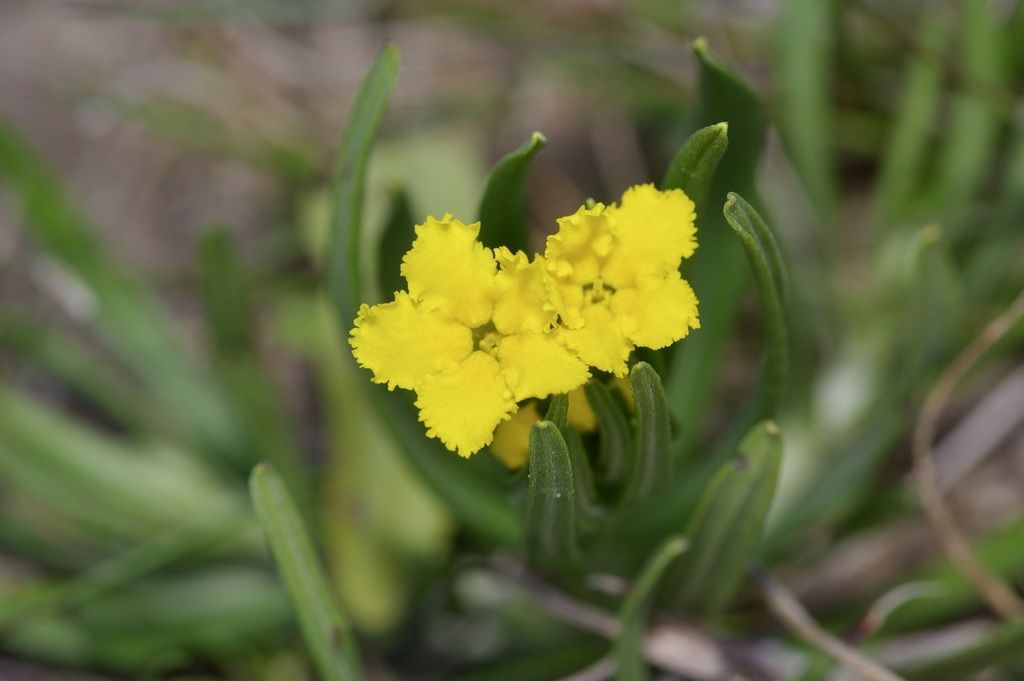 Narrowleaf puccoon (Lithospermum incisum)