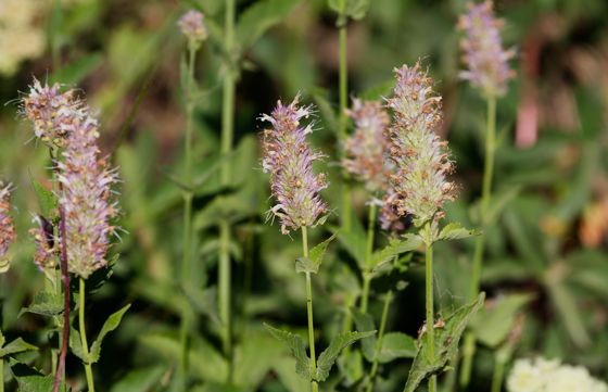 Nettle-leaf giant hyssop (Agastache urticifolia)