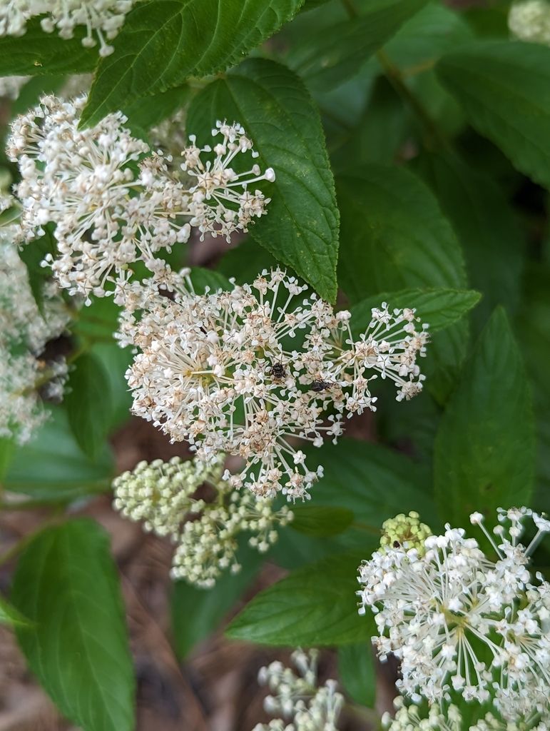 New Jersey tea (Ceanothus americanus)