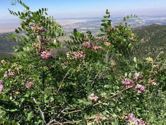 New Mexico locust (Robinia neomexicana)