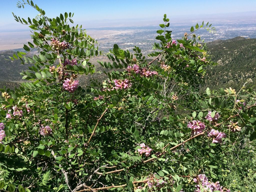 New Mexico locust (Robinia neomexicana)