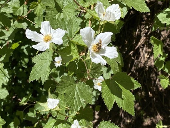 New Mexico raspberry (Rubus neomexicanus)