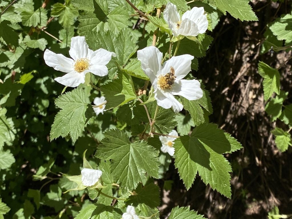 New Mexico raspberry (Rubus neomexicanus)