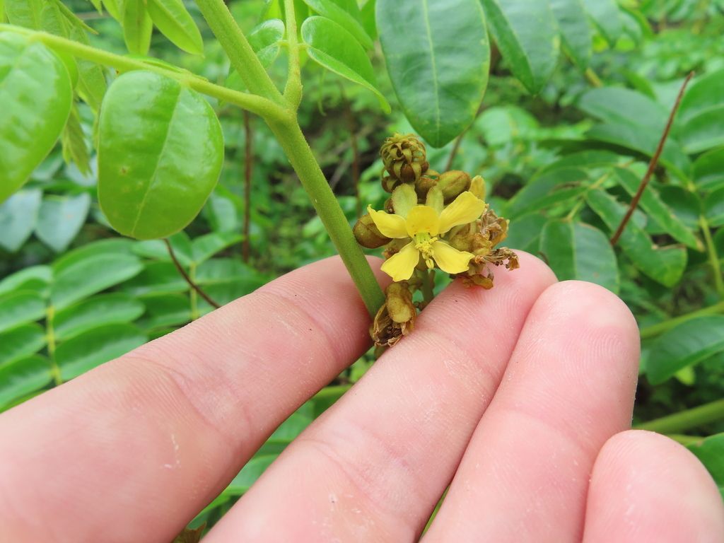 Nickernut (Guilandina bonduc)