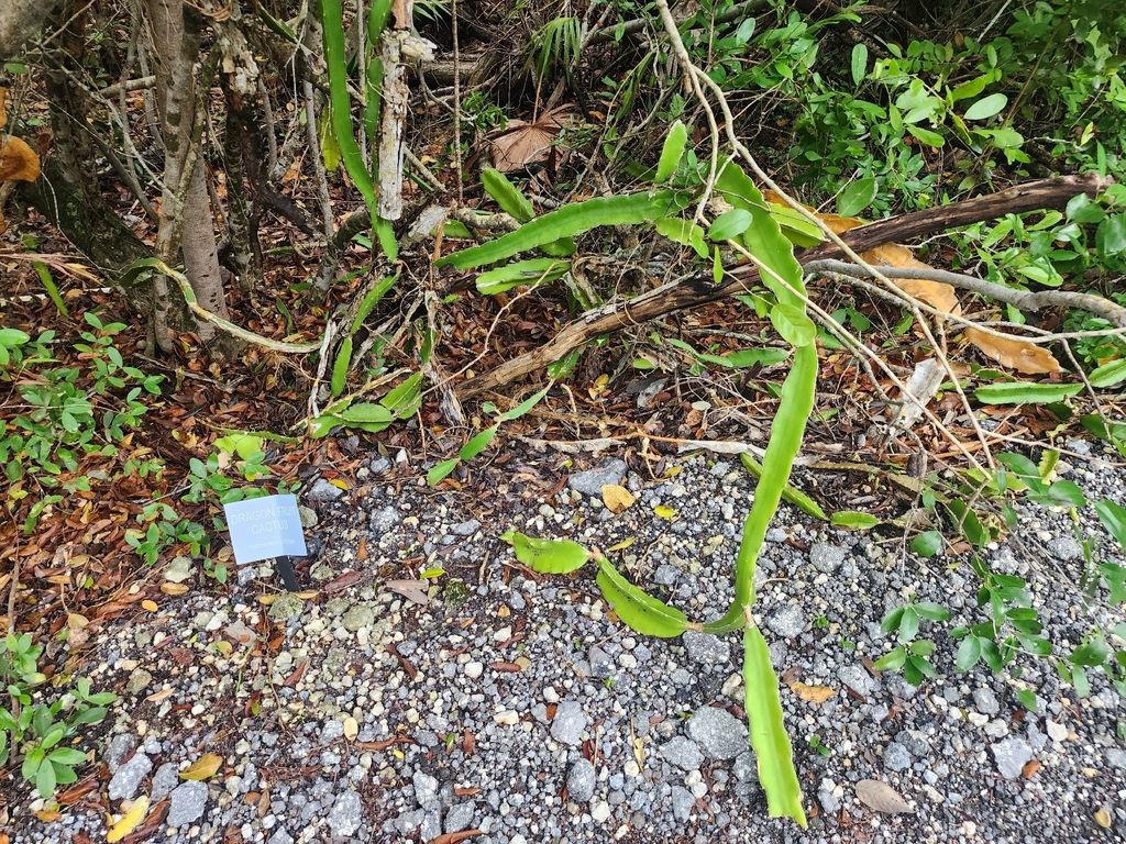 Night-blooming cereus (Selenicereus undatus)
