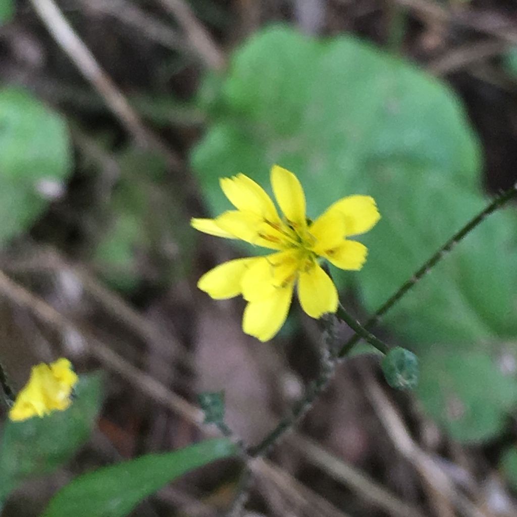 Nipplewort (Lapsana communis)