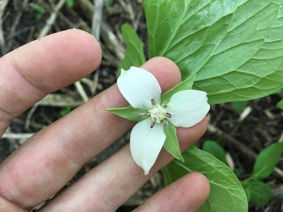 Nodding trillium (Trillium cernuum)