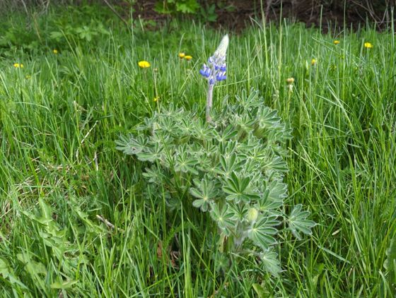 Nootka lupine (Lupinus nootkatensis)