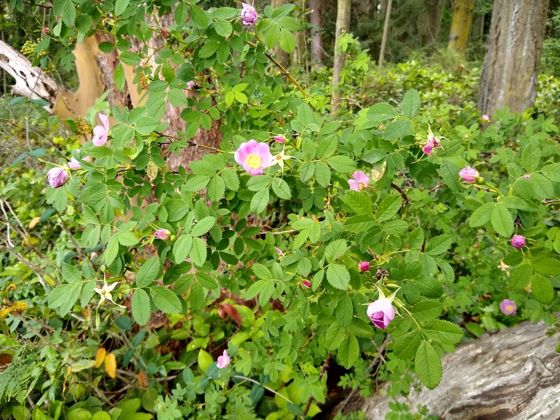 Nootka rose (Rosa nutkana)