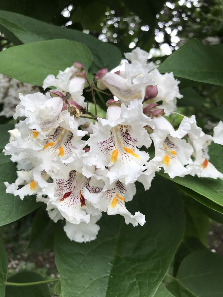 Northern catalpa (Catalpa speciosa)