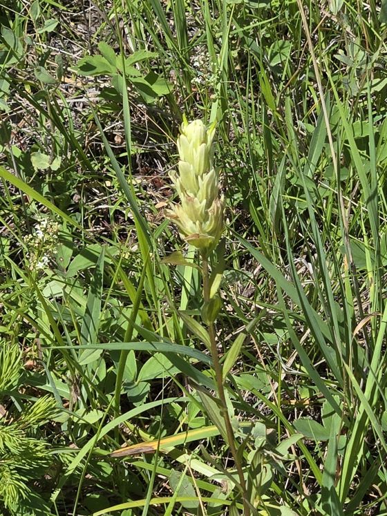 Northern paintbrush (Castilleja septentrionalis)
