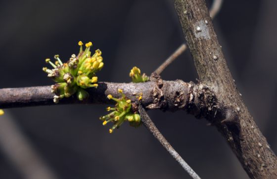 Northern prickly ash (Zanthoxylum americanum)