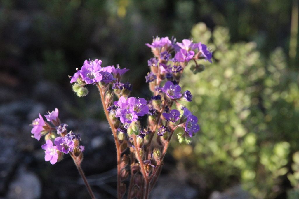 Notch-leaf scorpionweed (Phacelia crenulata)
