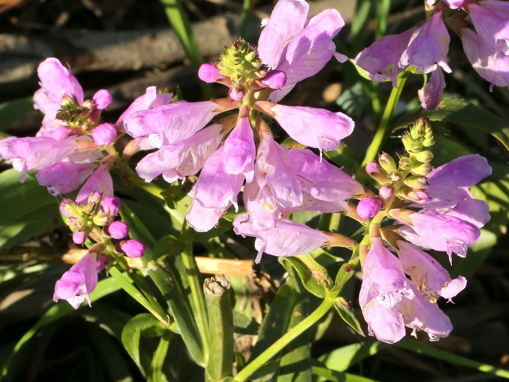 Obedient plant (Physostegia virginiana)