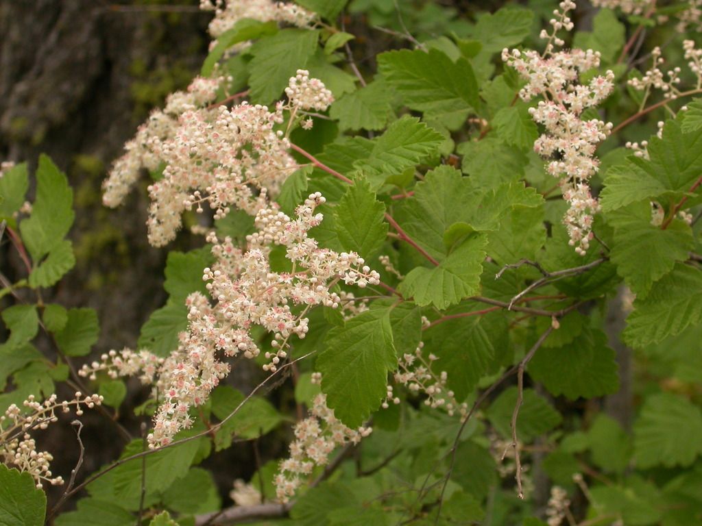 Ocean spray (Holodiscus discolor)