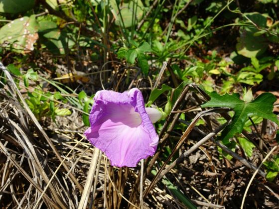 Oceanblue morning glory (Ipomoea indica)