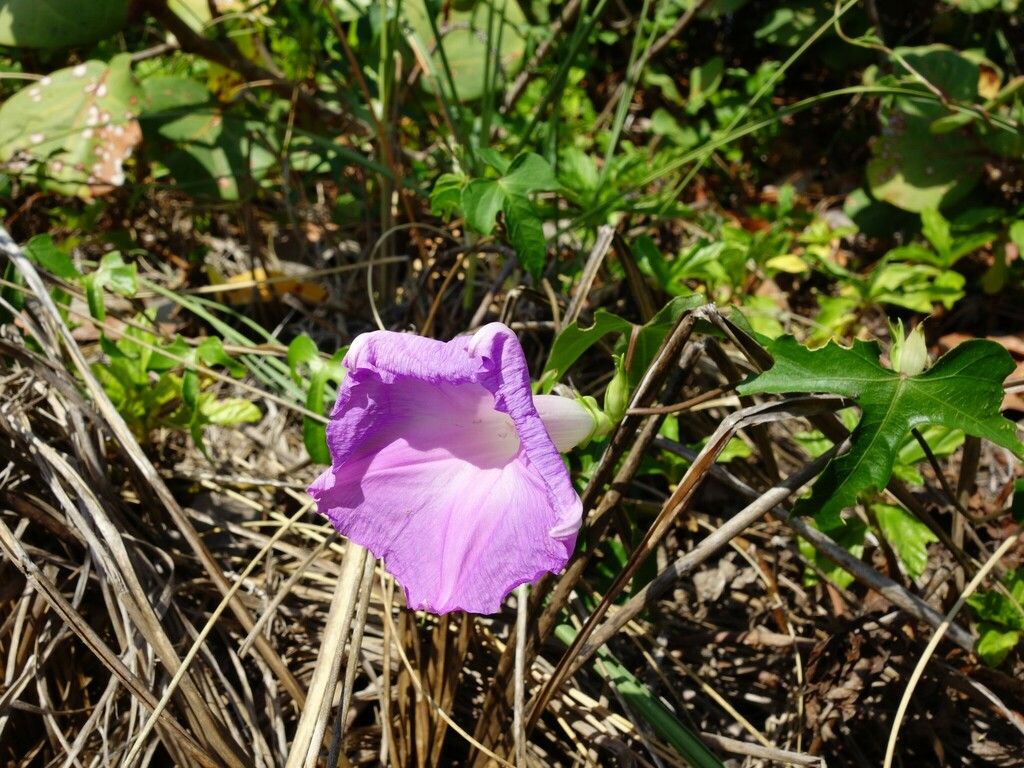 Oceanblue morning glory (Ipomoea indica)