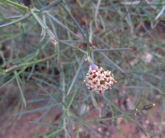 Odora (Porophyllum gracile)