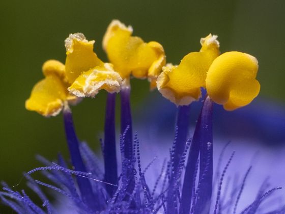 Ohio spiderwort (Tradescantia ohiensis)