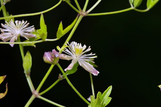 Old man's beard clematis (Clematis drummondii)