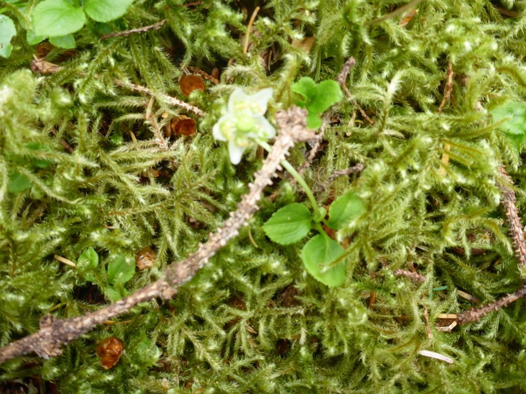 One-flowered wintergreen (Moneses uniflora)