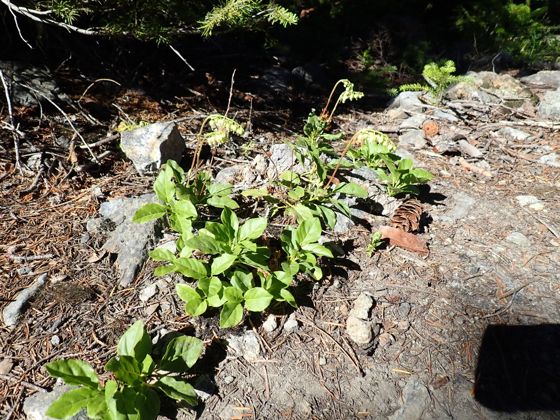 One-sided wintergreen (Orthilia secunda)