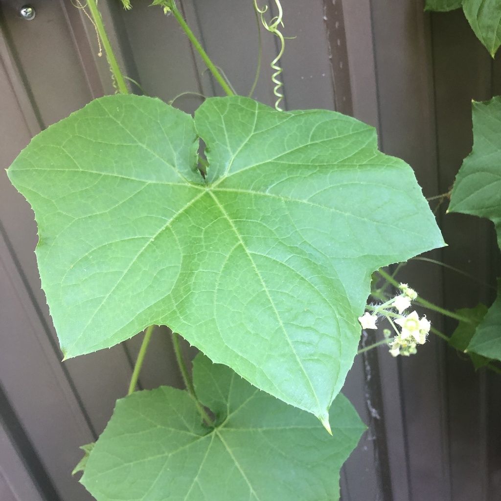Oneseed bur cucumber (Sicyos angulatus)