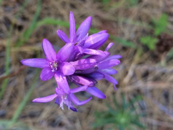 Ookow (Dichelostemma congestum)